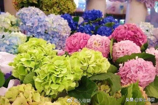 不容易怀孕的人适合养什么花,怀孕后家里适合养什么花