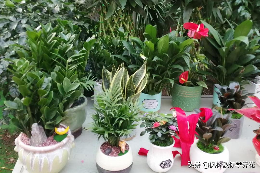 这四款花卉最好养,这4种花冬天也能扦插活