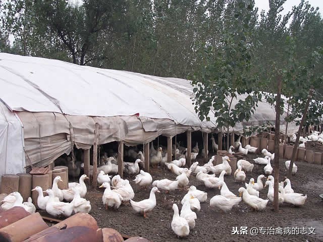 养殖简易大棚搭建成本多少钱一亩,养殖大棚如何节约成本