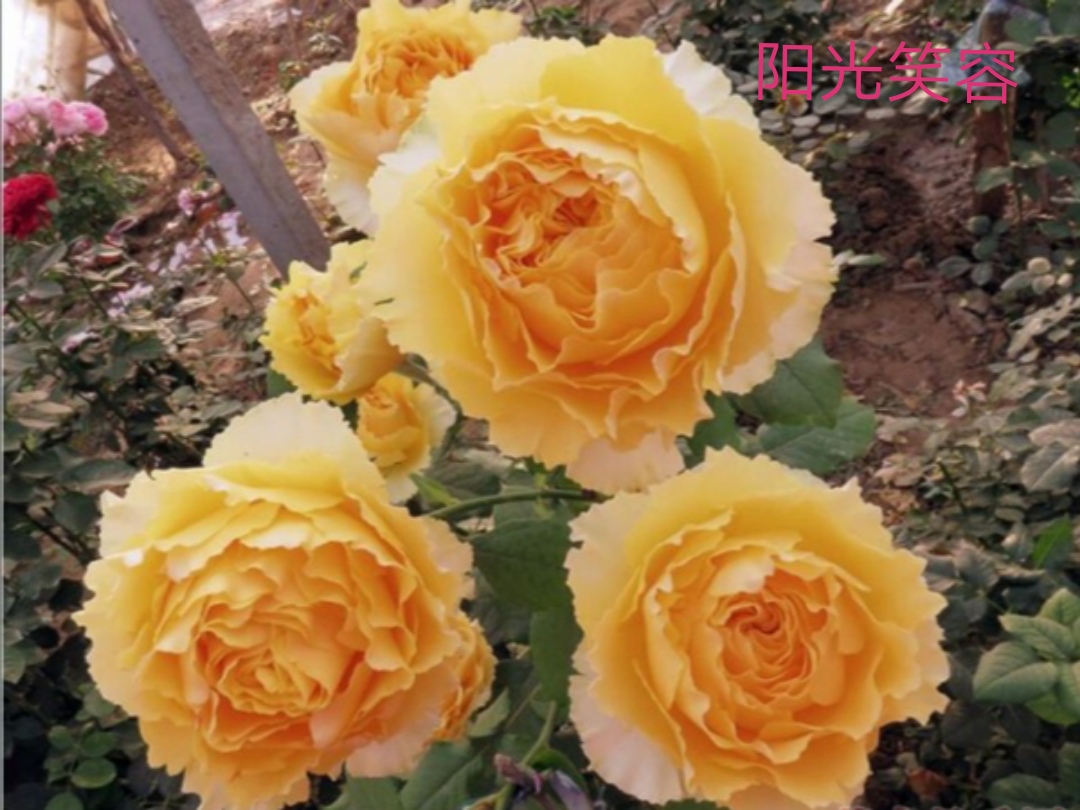 适合做切花的月季品种,十大公认最好切花月季