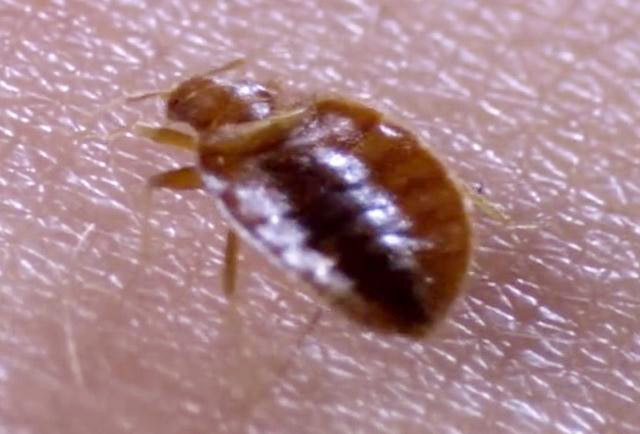 威士邦臭虫药在哪里买,床上臭虫用什么药来治