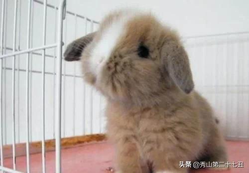 12种最适合懒人养的宠物便宜,什么宠物好养又干净又便宜又聪明