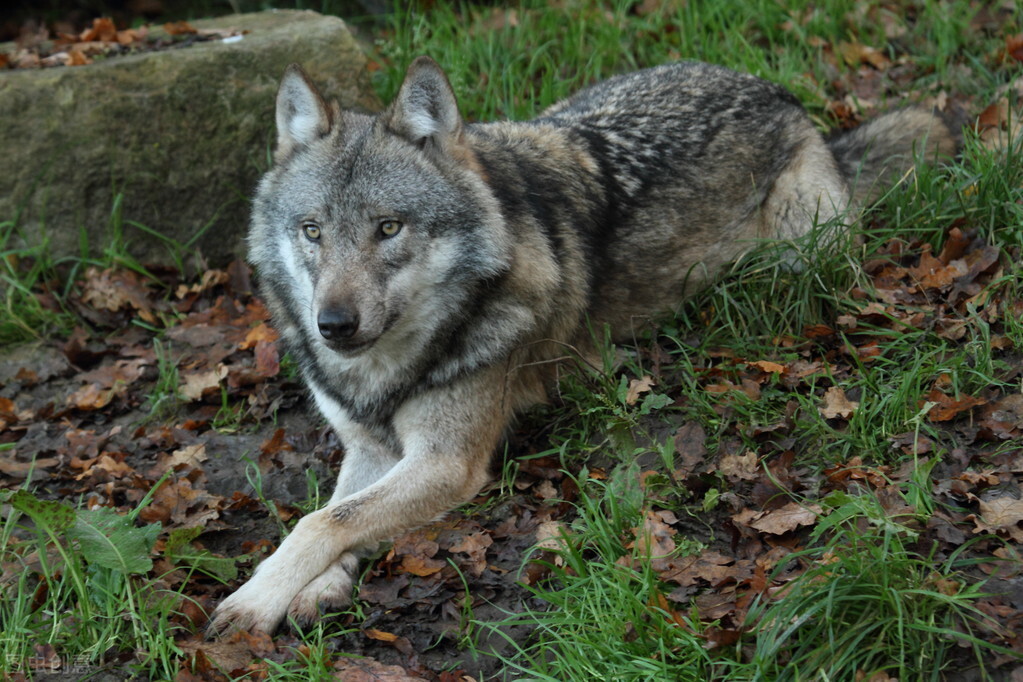 白山林海奇案！狼咬伤了意图*暴强**妈妈的坏蛋，妈妈却成了凶手