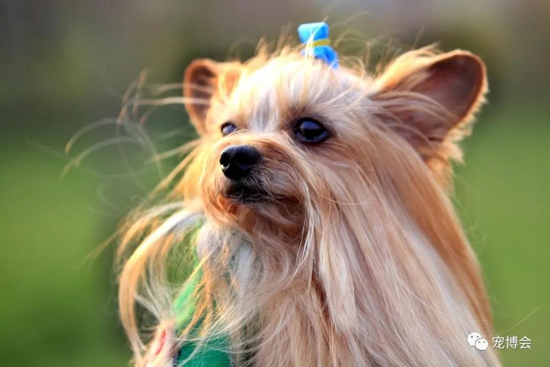 盘点狗狗被吓了一大跳,盘点被吓坏的狗狗