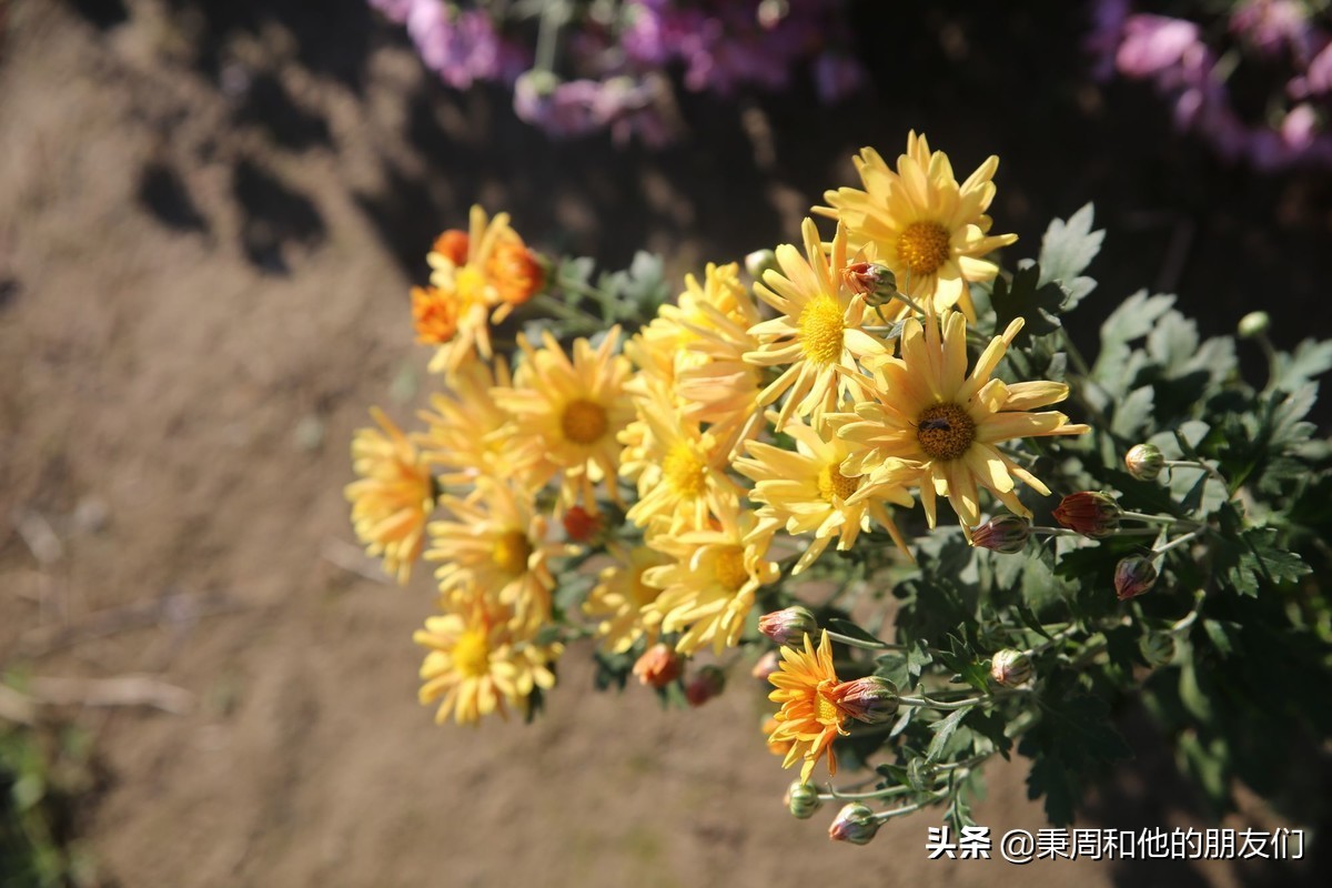 绉夊懆,绉夊懆鍜屼粬鐨勬湅鍙嬩滑