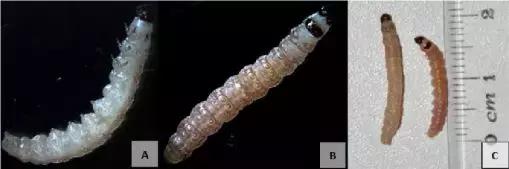 柑橘里面有虫子是怎么回事,柑橘果实有虫子