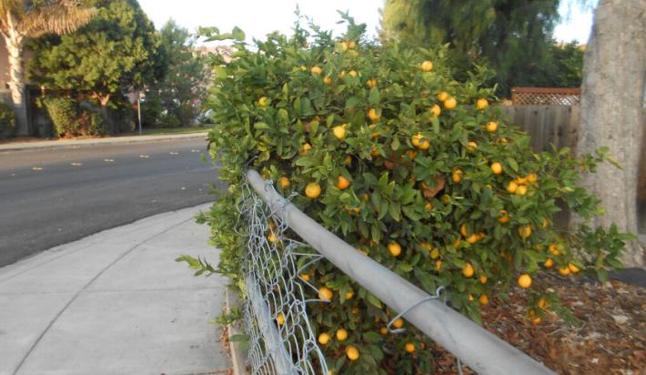 柠檬饮料历史 (国外研究柠檬汁饮料现状)