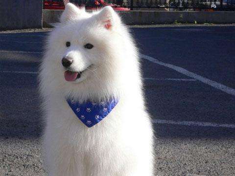 纯种萨摩耶犬特征,纯种萨摩耶的特征