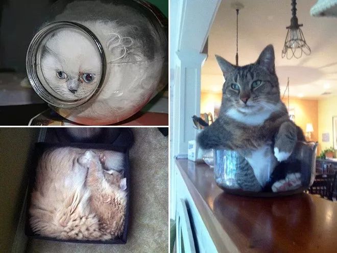 猫是一种液体吗看完长知识了,猫是液体猫咪吗