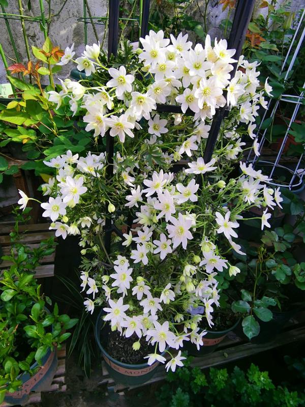 铁线莲的秋季养护方法,铁线莲过夏怎么养