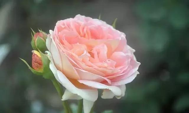 玫瑰有几种品种图片及名称,玫瑰品种分类名称及图片介绍