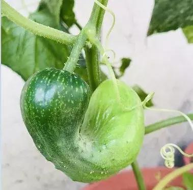 如何让黄瓜长得顺直,黄瓜长得不直怎么办