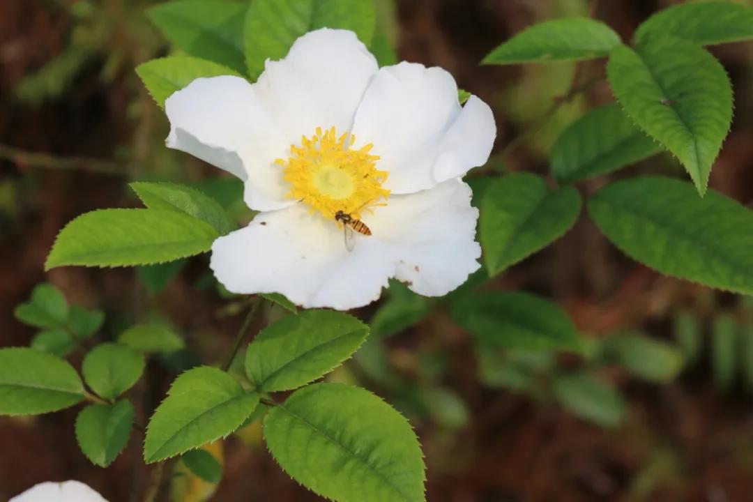硬核整理!高清中药教材原植物彩*图色**谱(四期)