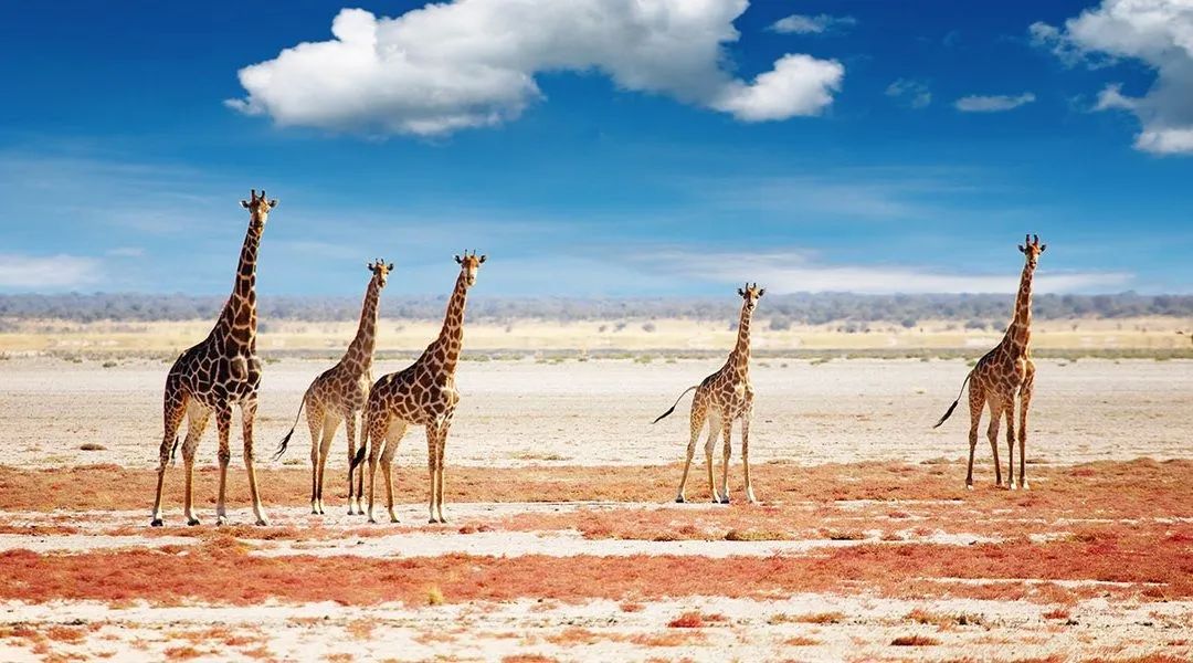 世界还有没确诊的国家,全球仅剩的4个零确诊的国家