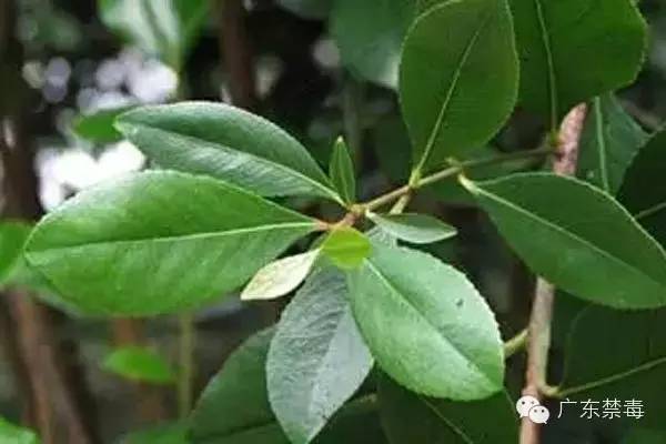 冬虫夏草子实体有毒吗,冬虫夏草砷超标有毒是真的吗