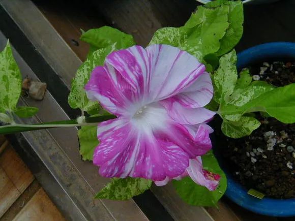 牵牛花到处都可以肆无忌惮的生长,不常见的品种,美出天际!