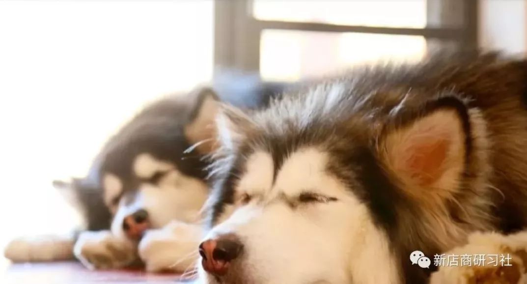 猫奴为什么越来越好,猫奴为什么越来越多