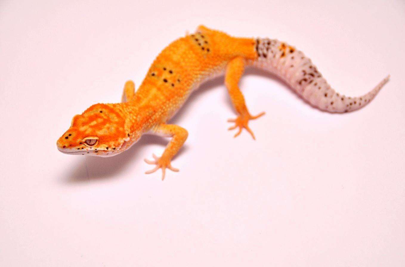 守宫砂真实案例,守宫砂能避孕吗