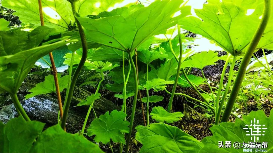 大连最美赏槐露营地,槐之乡露营地