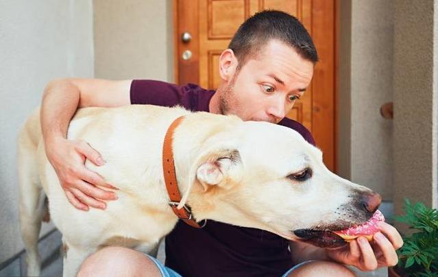 拉布拉多精力太旺盛了怎么办,拉布拉多精力太旺盛怎么办