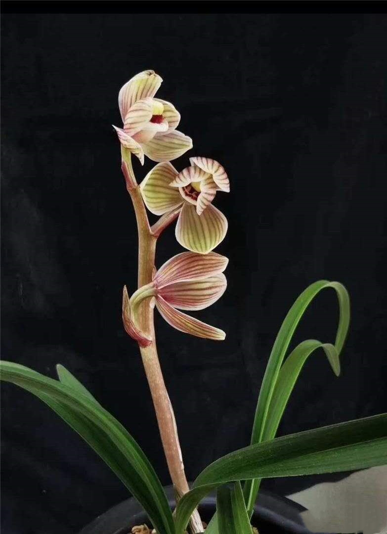 莲瓣兰名品大全欣赏,莲瓣兰精品新种奇花