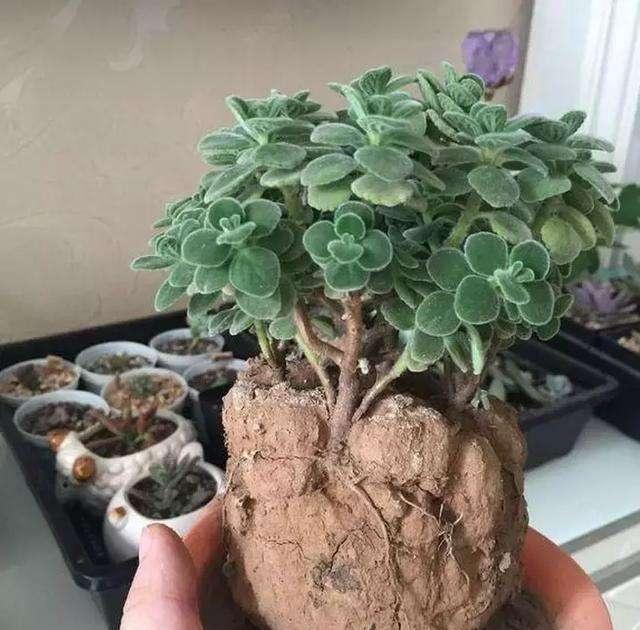 硬土有什么方法可以变软,土太硬加什么才松软