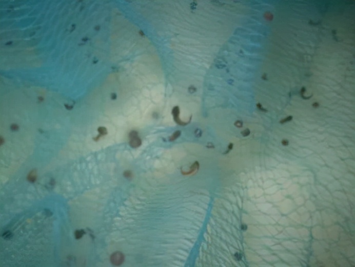 神似“龙”的生物，“六角龙鱼”是什么样的一种存在？合理吗？