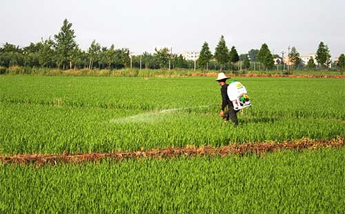 东北地区水稻二化螟什么时间防治,定远县水稻二化螟现状