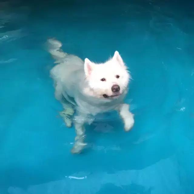 什么地方适合带猫狗玩耍,北京铲屎官可以带狗玩的地方