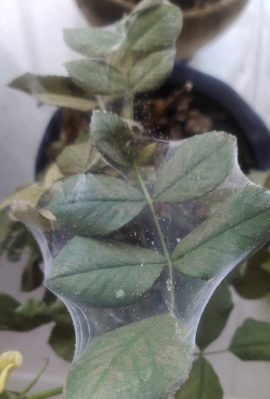 养花中出现小黑飞蚊怎么消除,养花有小黑飞怎么办