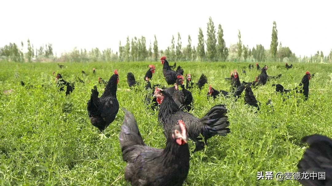 美厨课堂土豆丝,尼雅黑鸡活鸡乌鲁木齐哪里售卖