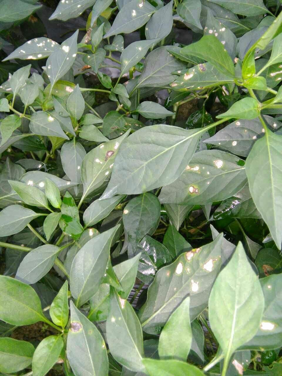 辣椒疫病怎样物理防治,辣椒白星病能彻底根治吗