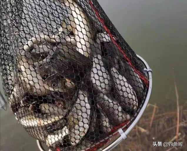 野钓中鱼最快的方法,野钓上鱼最快方法