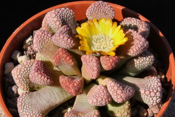 多肉天女属,用美丽的名字诱惑你买,用奇特的长相颠倒你的审美!