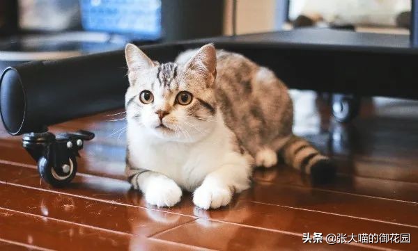 拽了猫咪尾巴会拉稀吗,拽猫咪尾巴会拉稀吗