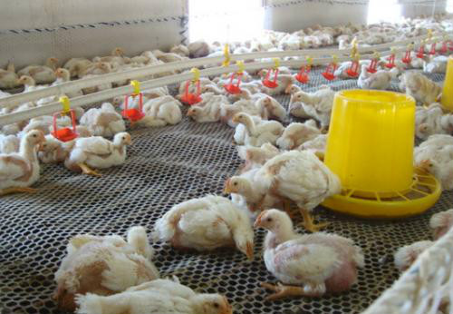 当鸡群出现打蔫，产食下降，教你如何正确用药，大群精神恢复正常