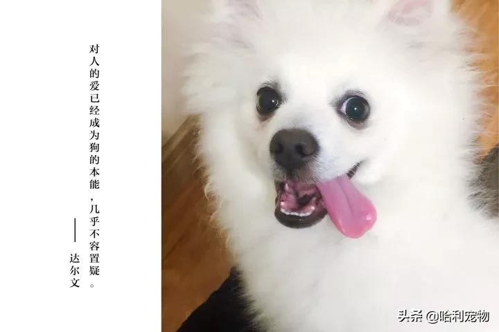 银狐犬性格温顺吗知乎,银狐犬喜欢雪吗