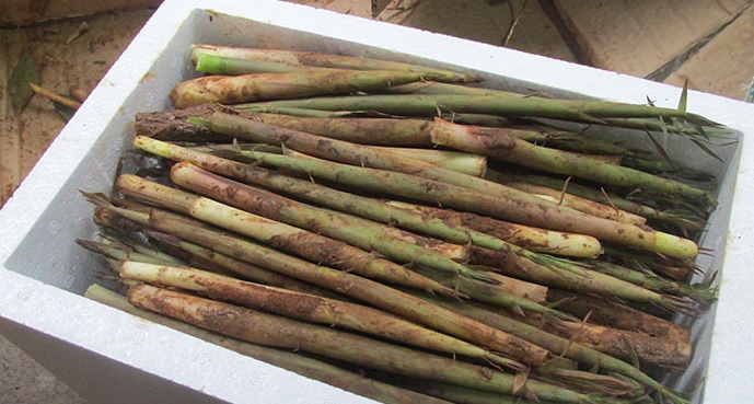 对竹笋的认知,对于速冻食品你可能有些误解