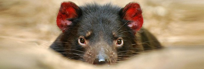 悉尼塔龙加动物园游玩攻略,悉尼塔龙嘉动物园游记