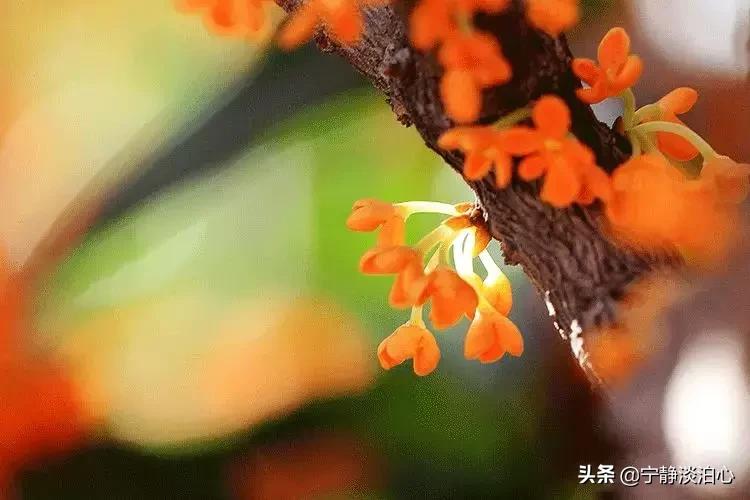 桂花是秋天的灵魂,桂花香是秋天的微醺感