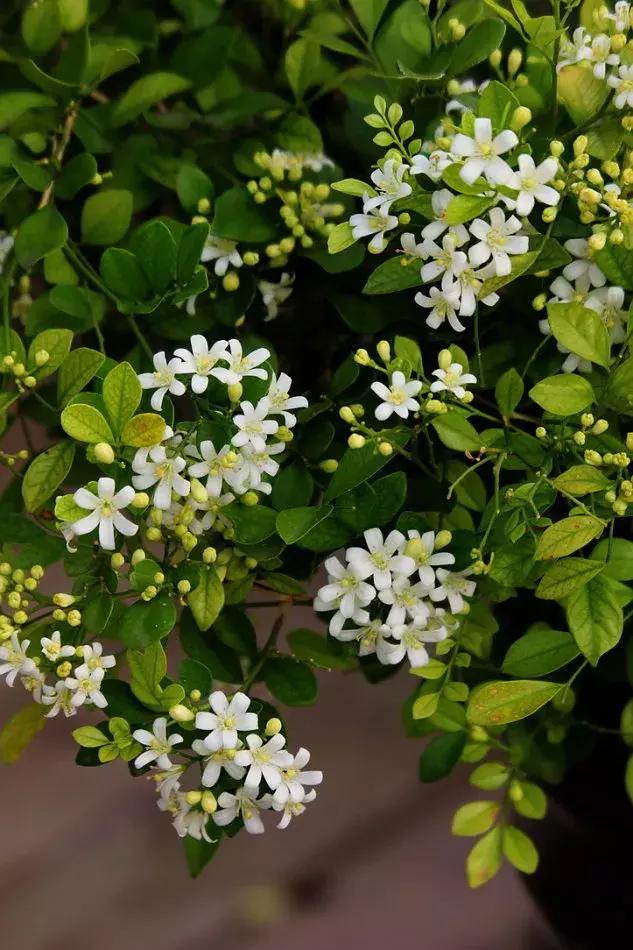 好书推荐快来领取你的宝藏书单,100种百花图谱大全