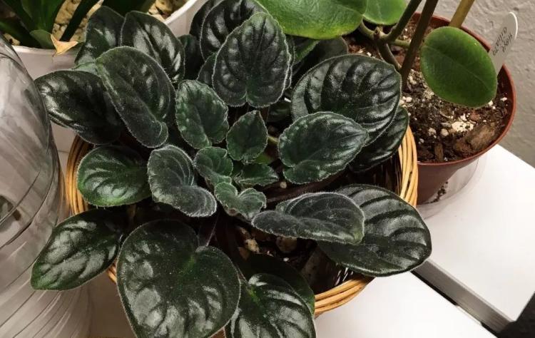 哪种兰不是真正的兰科植物,兰科兰属植物有哪些