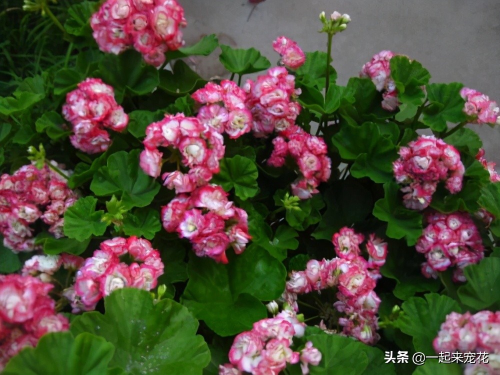 好看又勤花的天竺葵,天竺葵日本碗的养护方法