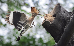 从雏鸟长到成年要多长时间,刚出壳的幼鸟大鸟怎么喂养幼鸟