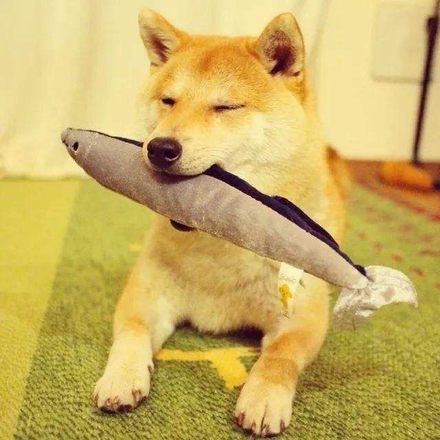 如何提高狗狗的免疫力？请记住这几个常见的办法