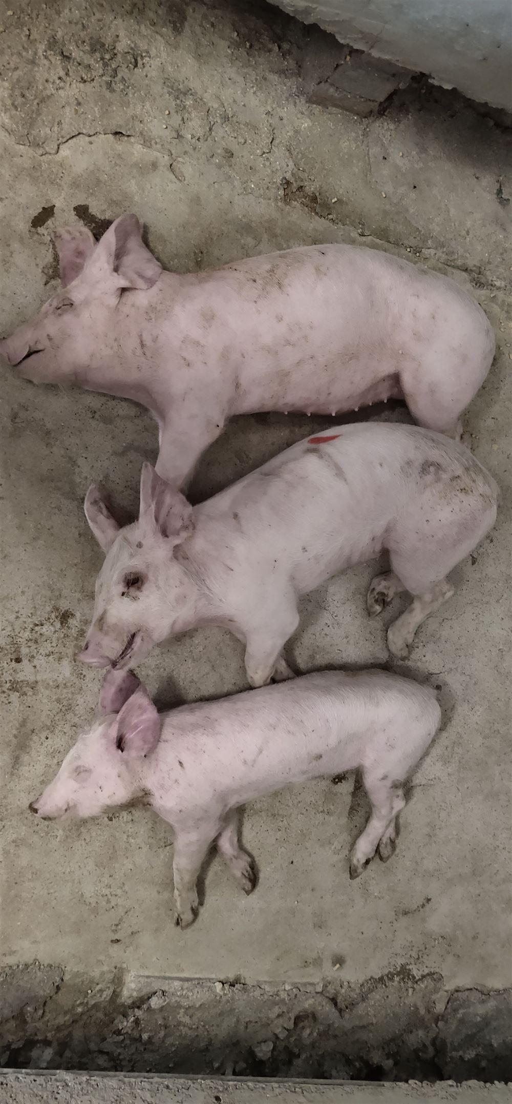 刚出生的小猪肚脐掉出肠子,小猪脐疝漏肠最简单的办法