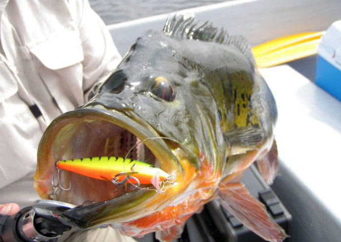 孔雀鱼凶猛,美丽凶猛观赏鱼