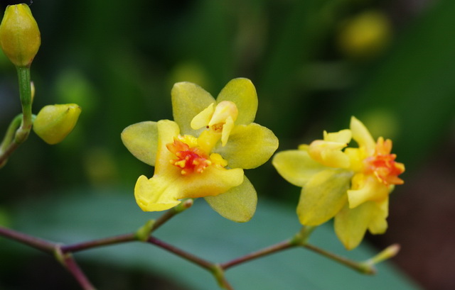 君子兰吊兰蝴蝶兰的图片,吊兰属不属于兰花的一种
