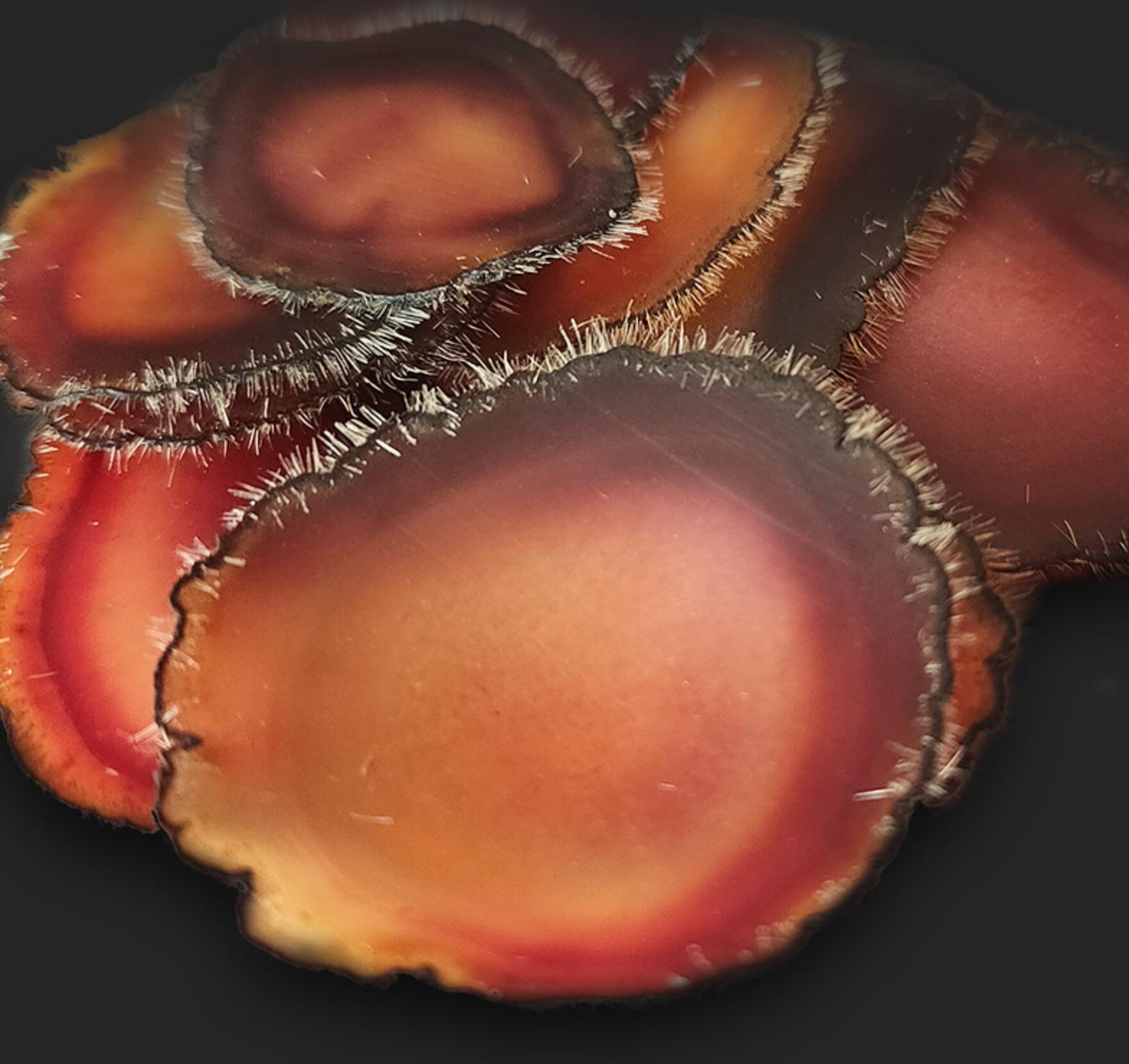 鹿茸片真假的鉴别,真的鹿茸片和假的鹿茸片怎么区分