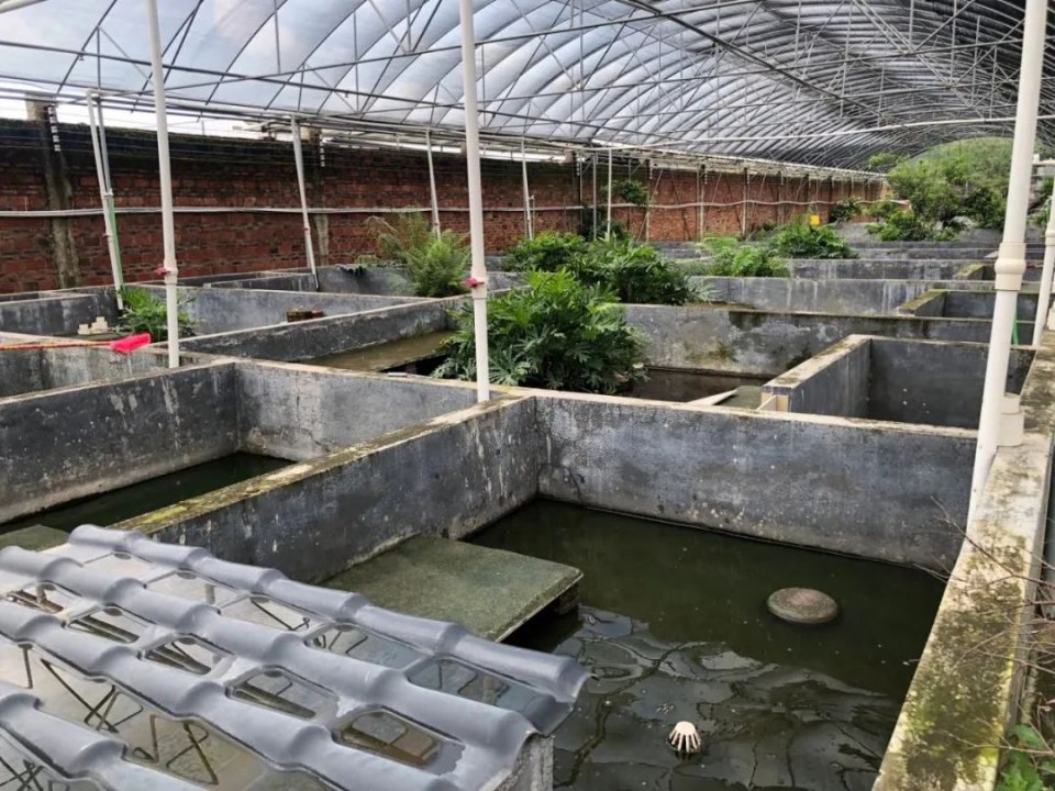 盘点广东人的夏日消暑神器,消暑必备神器凉粉